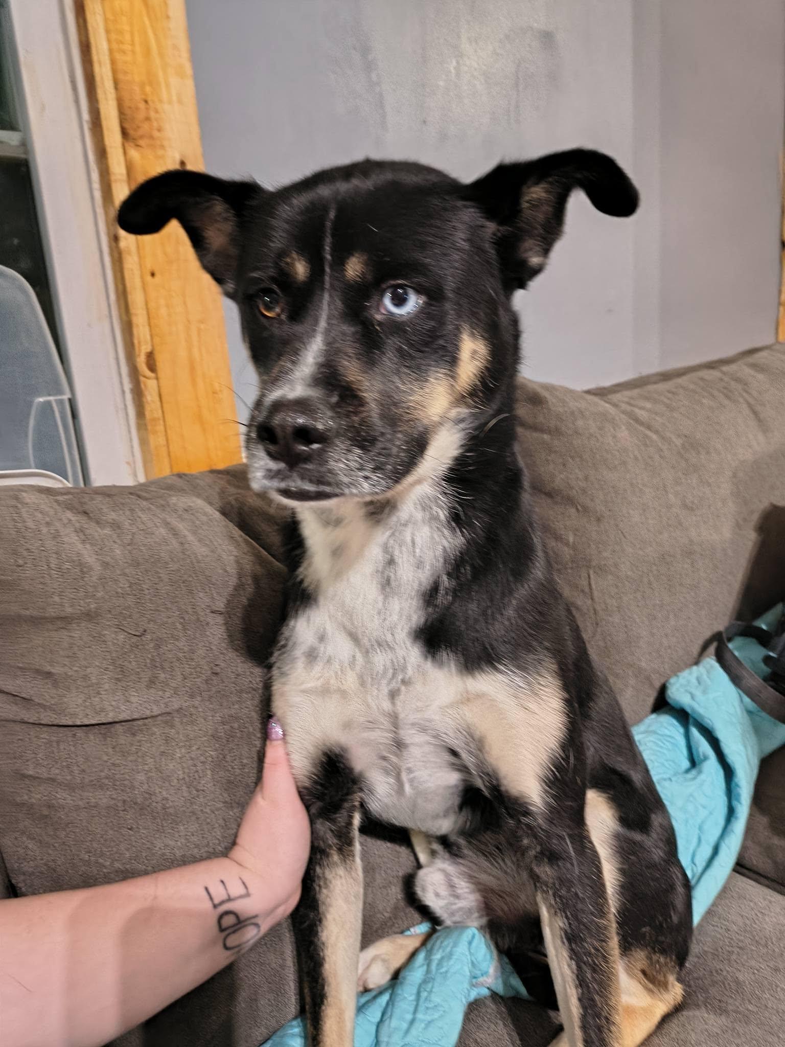 Enlarge Pilot ***Courtesy Post***, an adopted mixed breed in Vine Grove, KY image 6/6