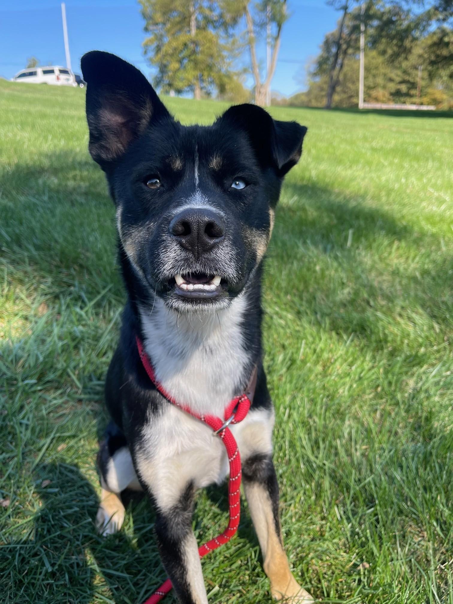 Enlarge Pilot ***Courtesy Post***, an adopted mixed breed in Vine Grove, KY image 5/6