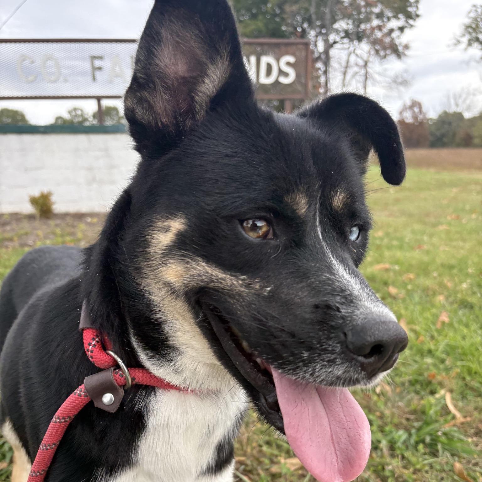 Enlarge Pilot ***Courtesy Post***, an adopted mixed breed in Vine Grove, KY image 3/6