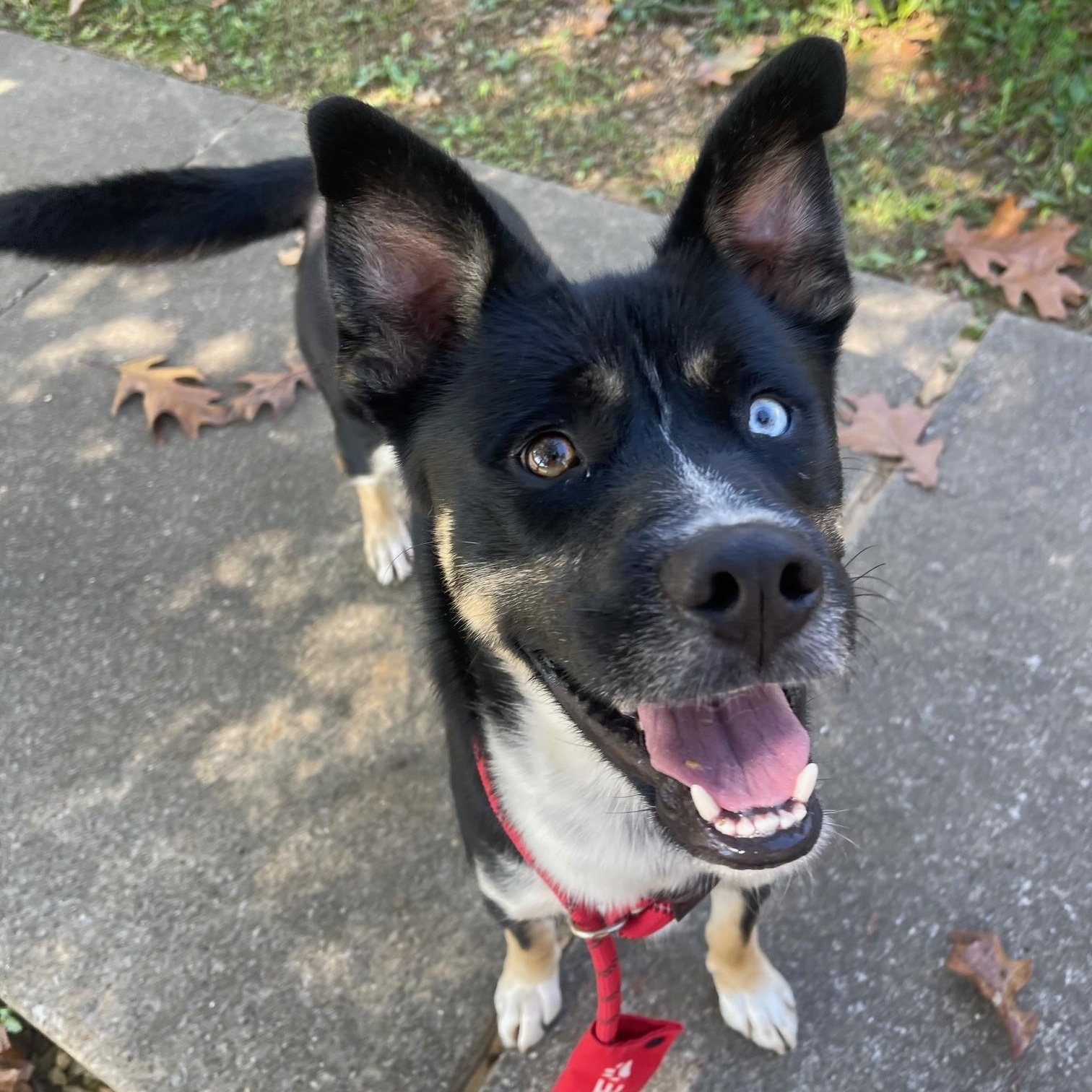 Enlarge Pilot ***Courtesy Post***, an adopted mixed breed in Vine Grove, KY image 1/6