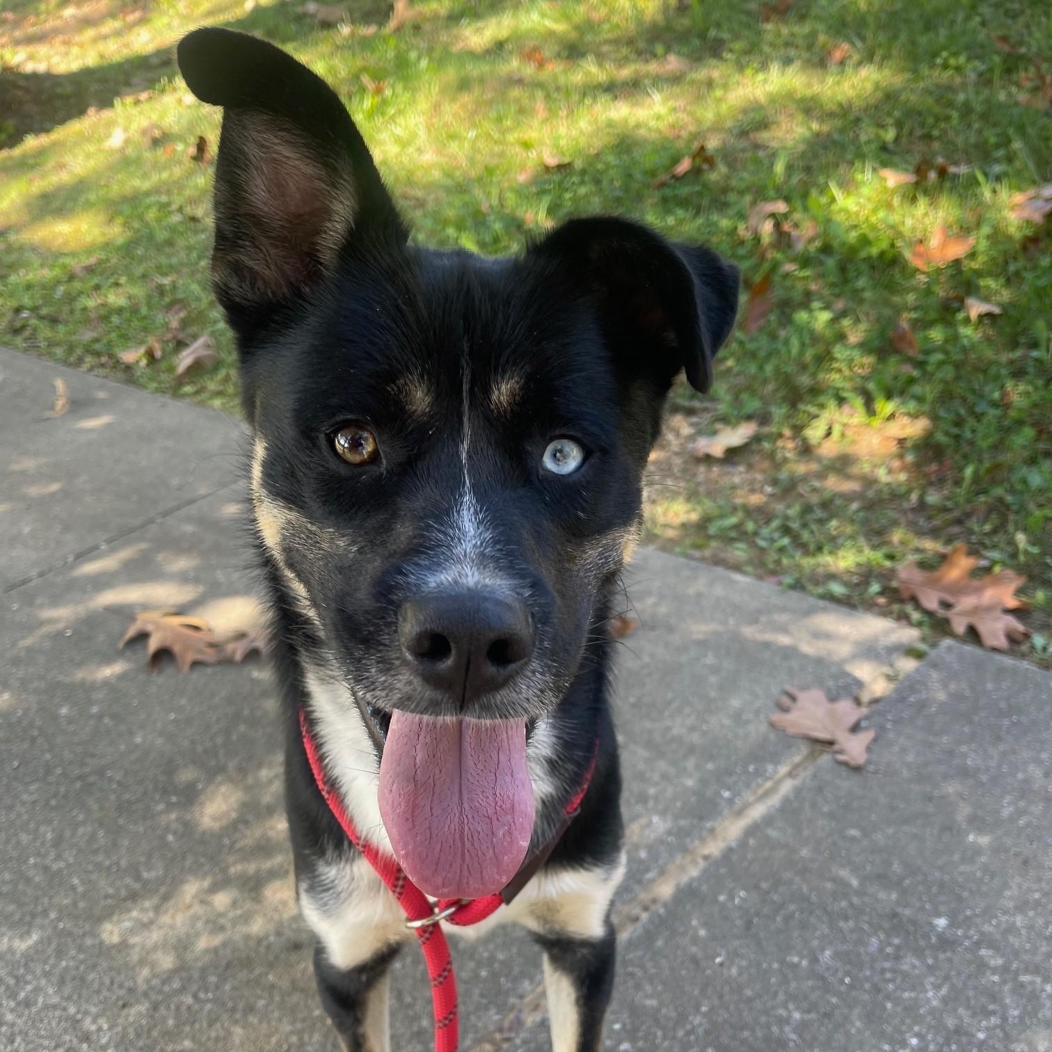 Enlarge Pilot ***Courtesy Post***, an adopted mixed breed in Vine Grove, KY image 4/6