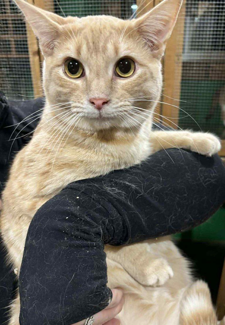 Enlarge Marco, a ADOPTABLE Domestic Short Hair in Nepean, ON image 1/1