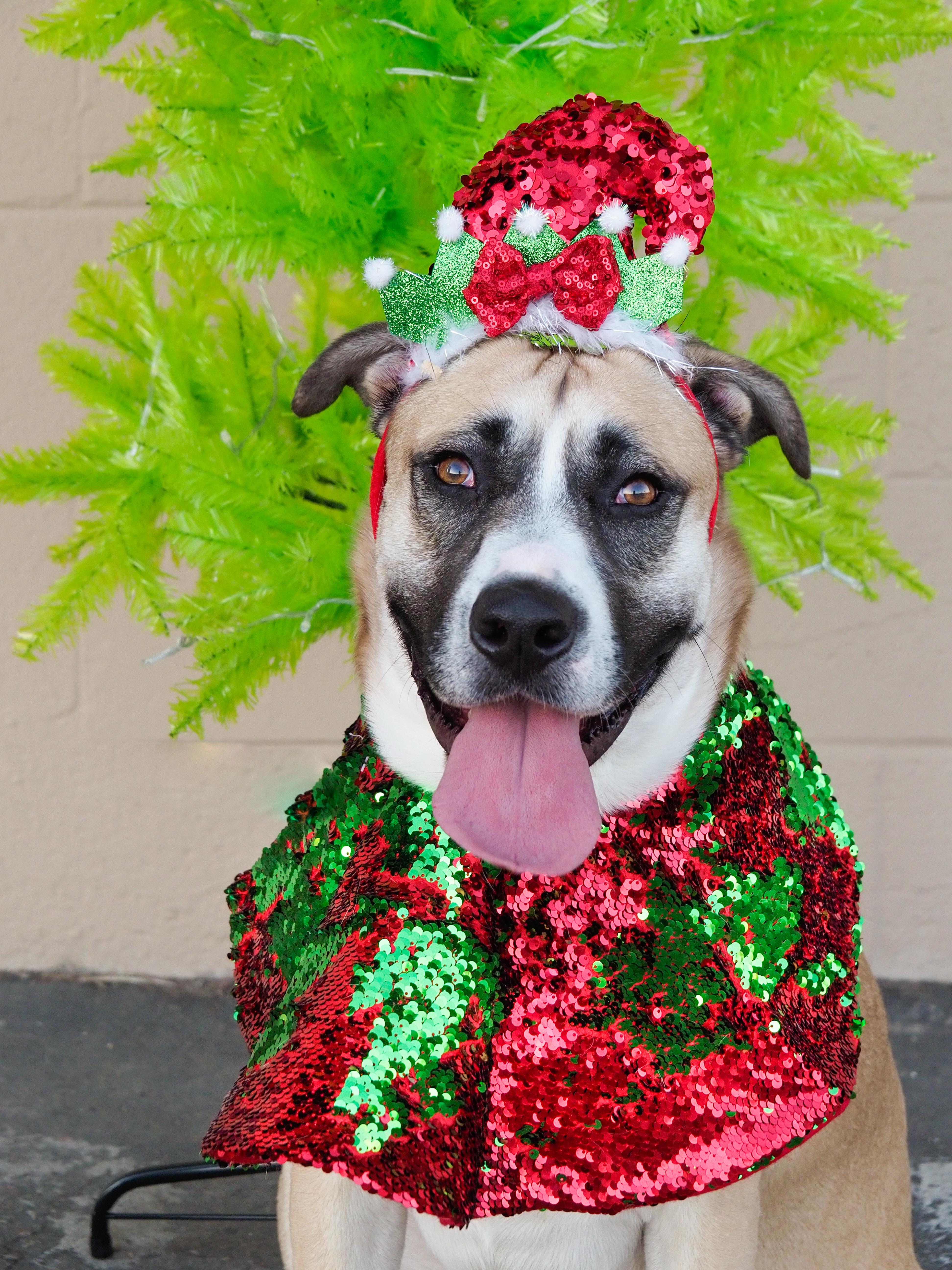 Enlarge Redburn, a Adoptable mixed breed in PHOENIX, AZ image 1/6