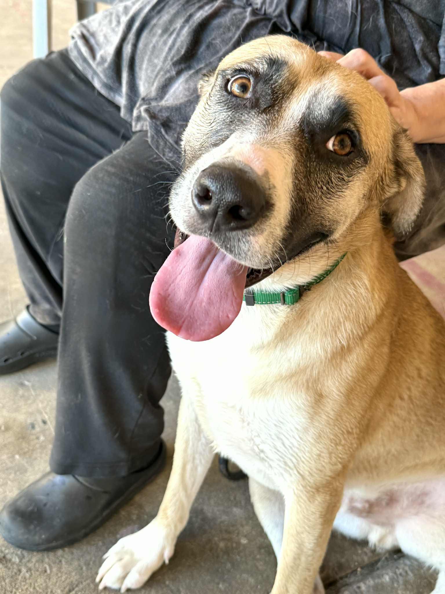 Enlarge Redburn, a Adoptable mixed breed in PHOENIX, AZ image 2/6