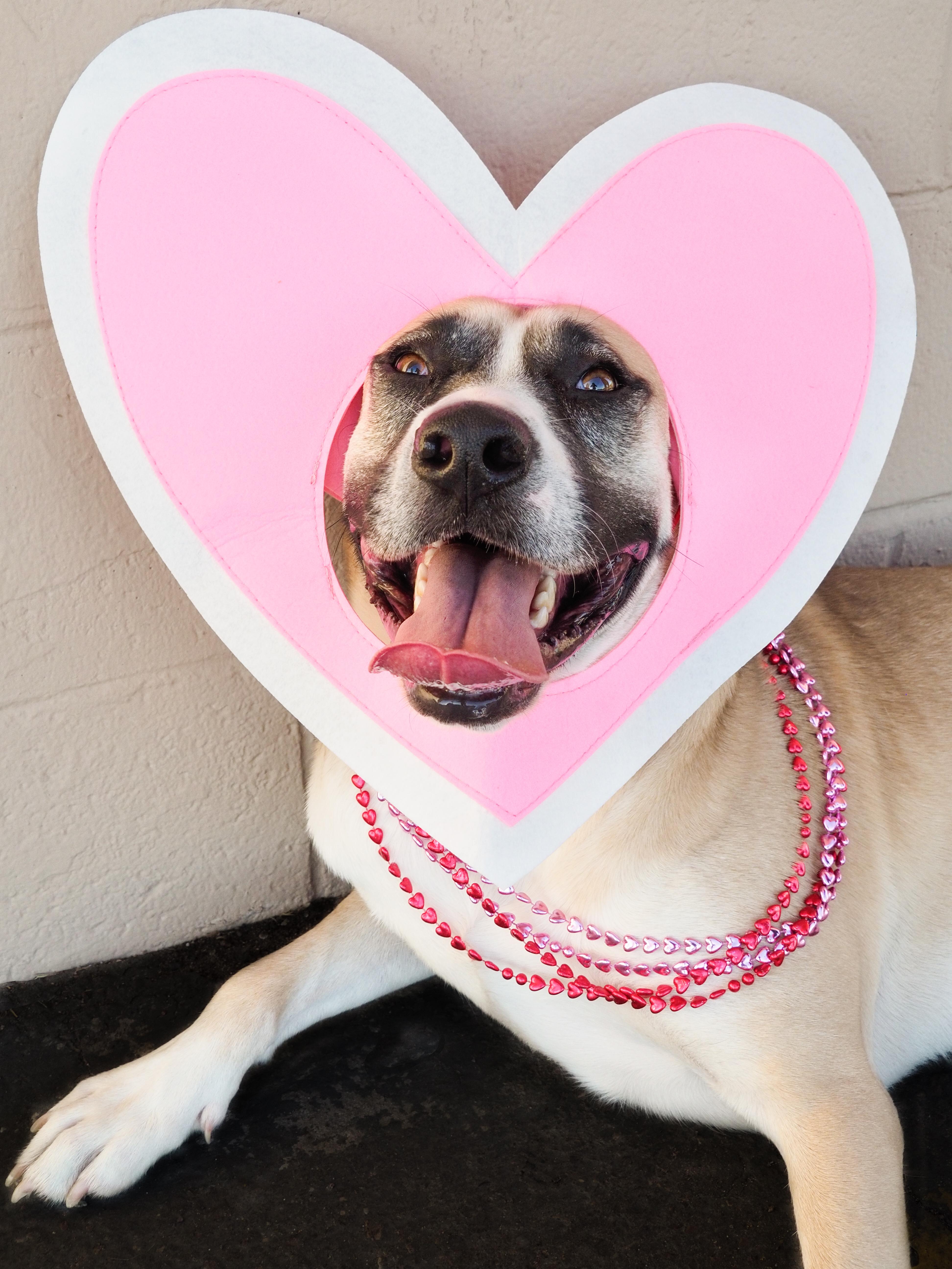 Redburn, Adoptable, Young Male American Staffordshire Terrier & Siberian Husky.