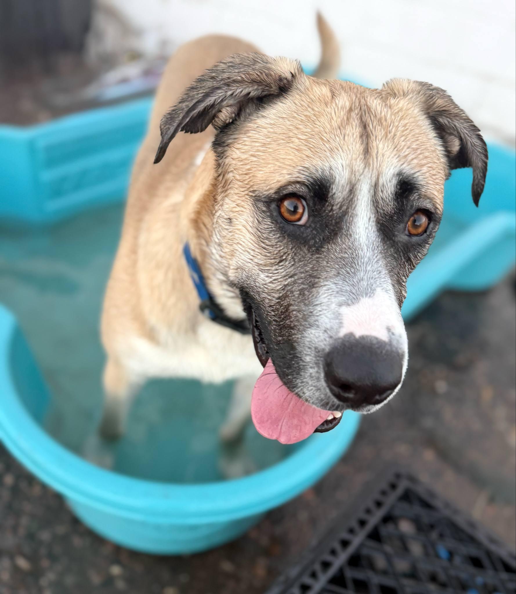 Enlarge Redburn, a Adoptable mixed breed in PHOENIX, AZ image 3/6