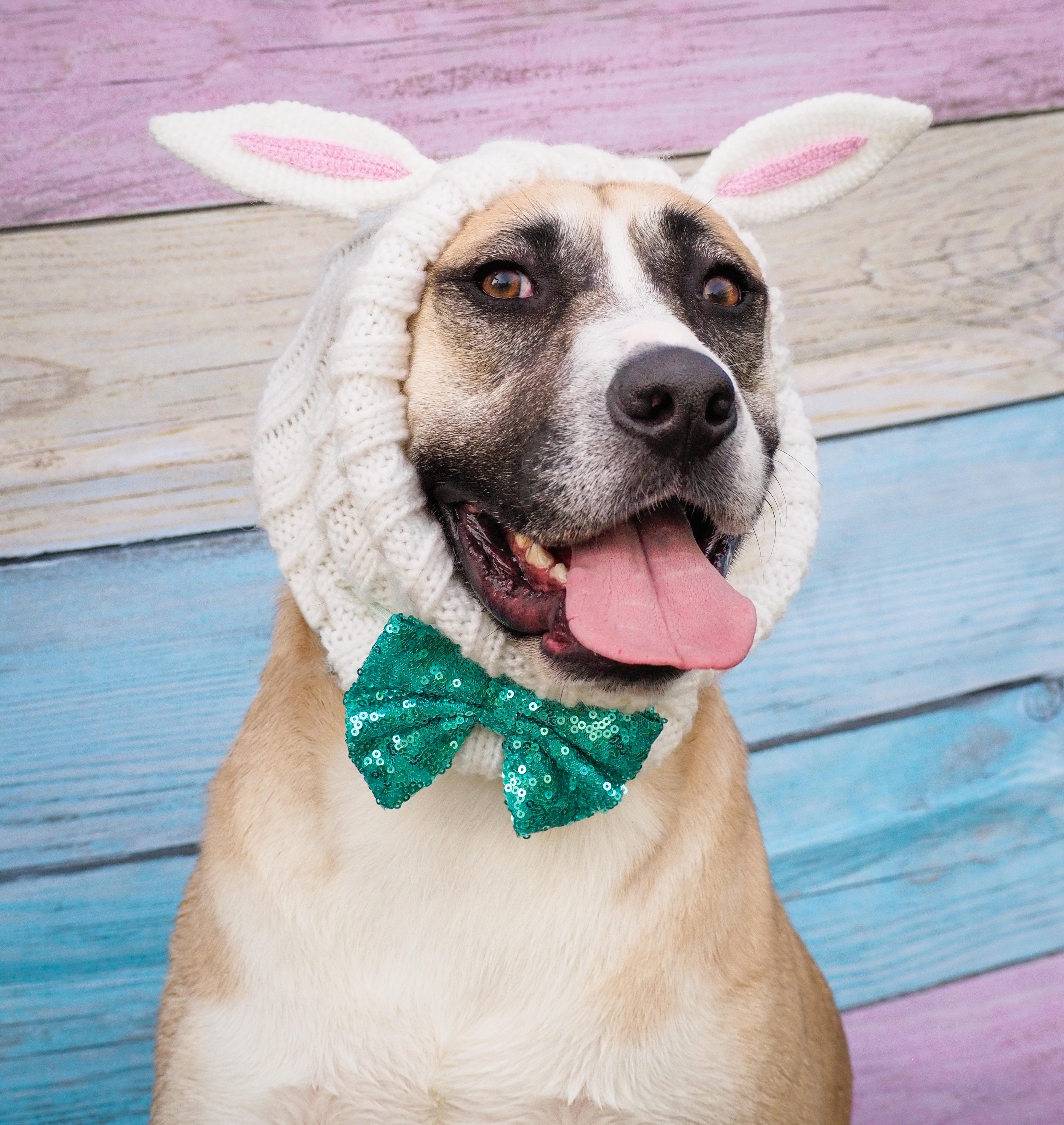 Enlarge Redburn, a Adoptable mixed breed in PHOENIX, AZ image 1/6