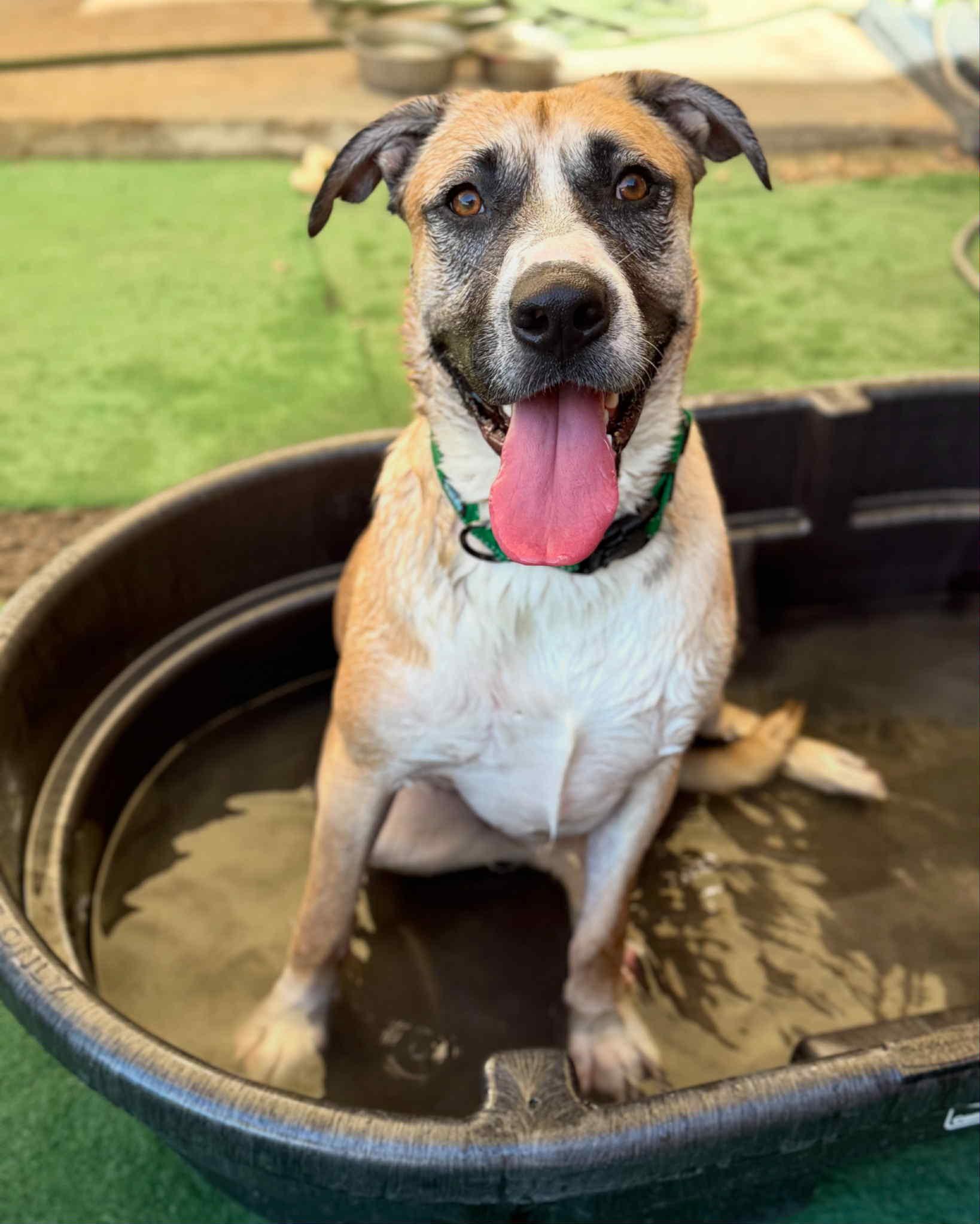 Redburn, Adoptable, Young Male American Staffordshire Terrier & Siberian Husky.