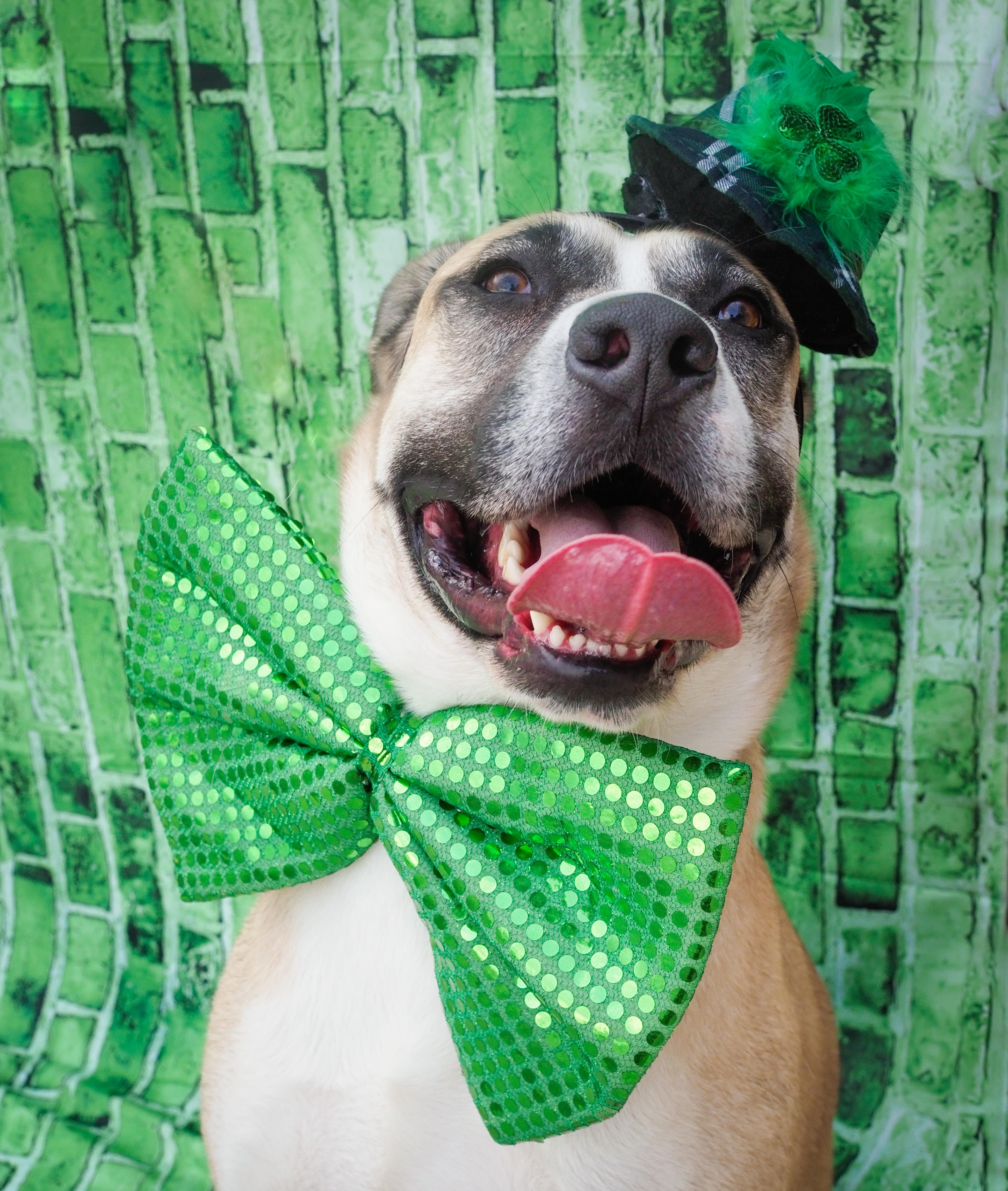 Enlarge Redburn, a Adoptable mixed breed in PHOENIX, AZ image 2/6