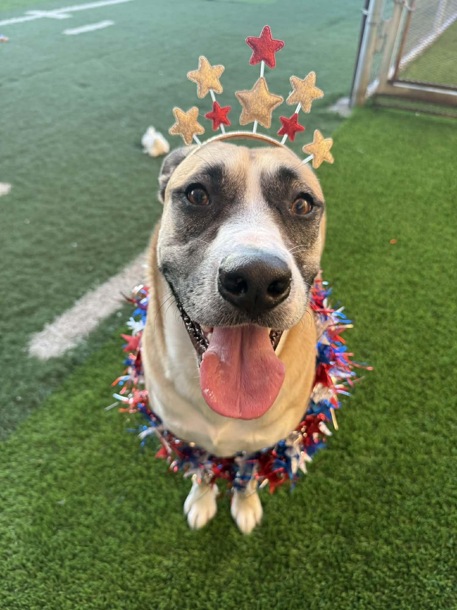 Redburn, Adoptable, Young Male American Staffordshire Terrier & Siberian Husky.