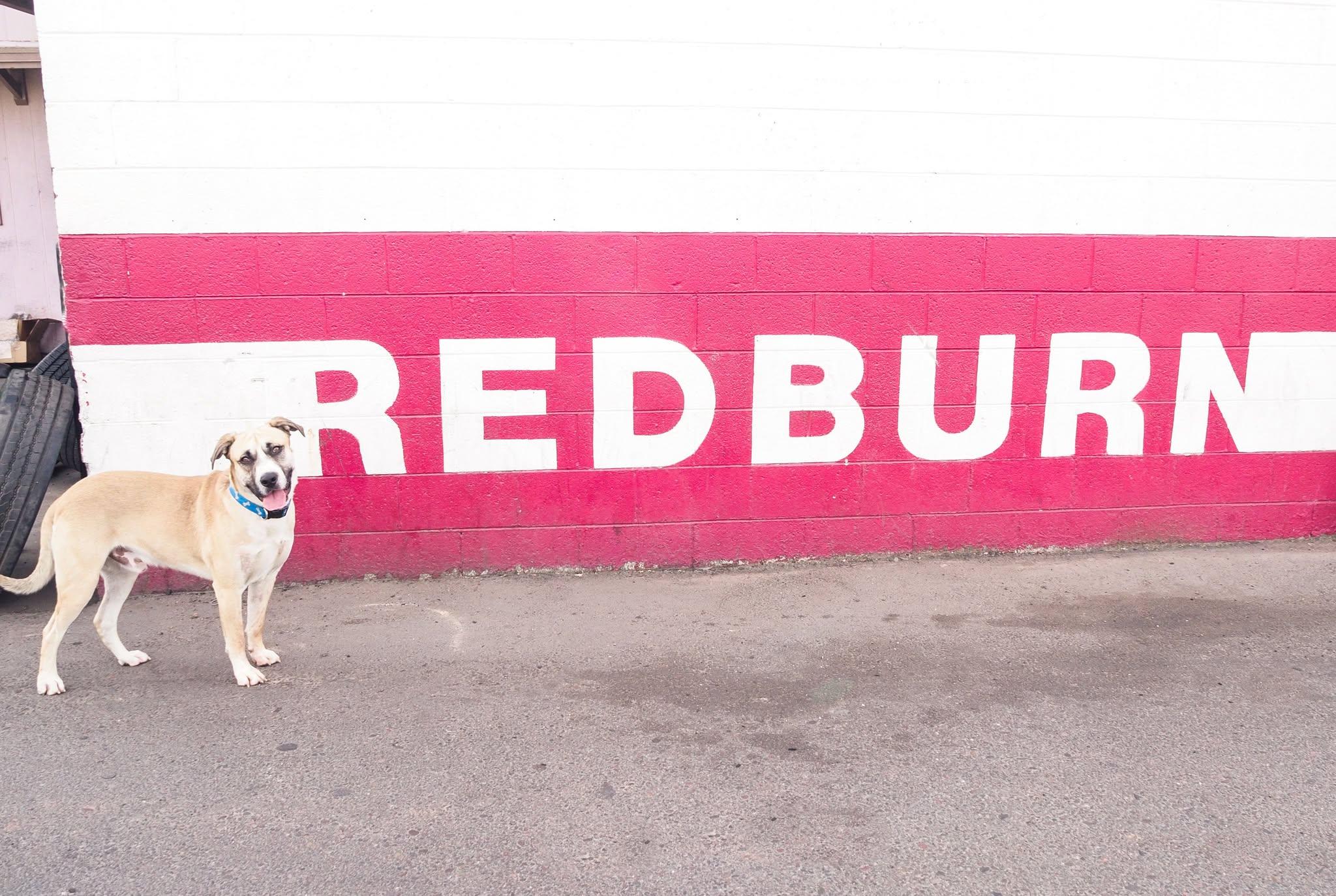 Enlarge Redburn, a Adoptable mixed breed in PHOENIX, AZ image 6/6