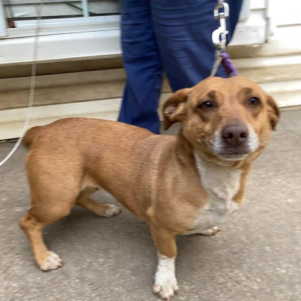 Bella, Adoptable, Adult Female Dachshund.