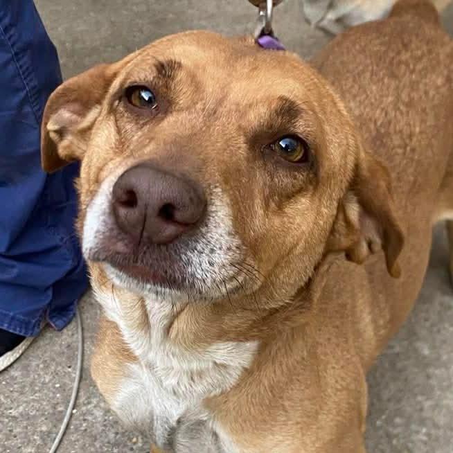 Enlarge Bella, a Adoptable Dachshund in Gulfport, MS image 2/2