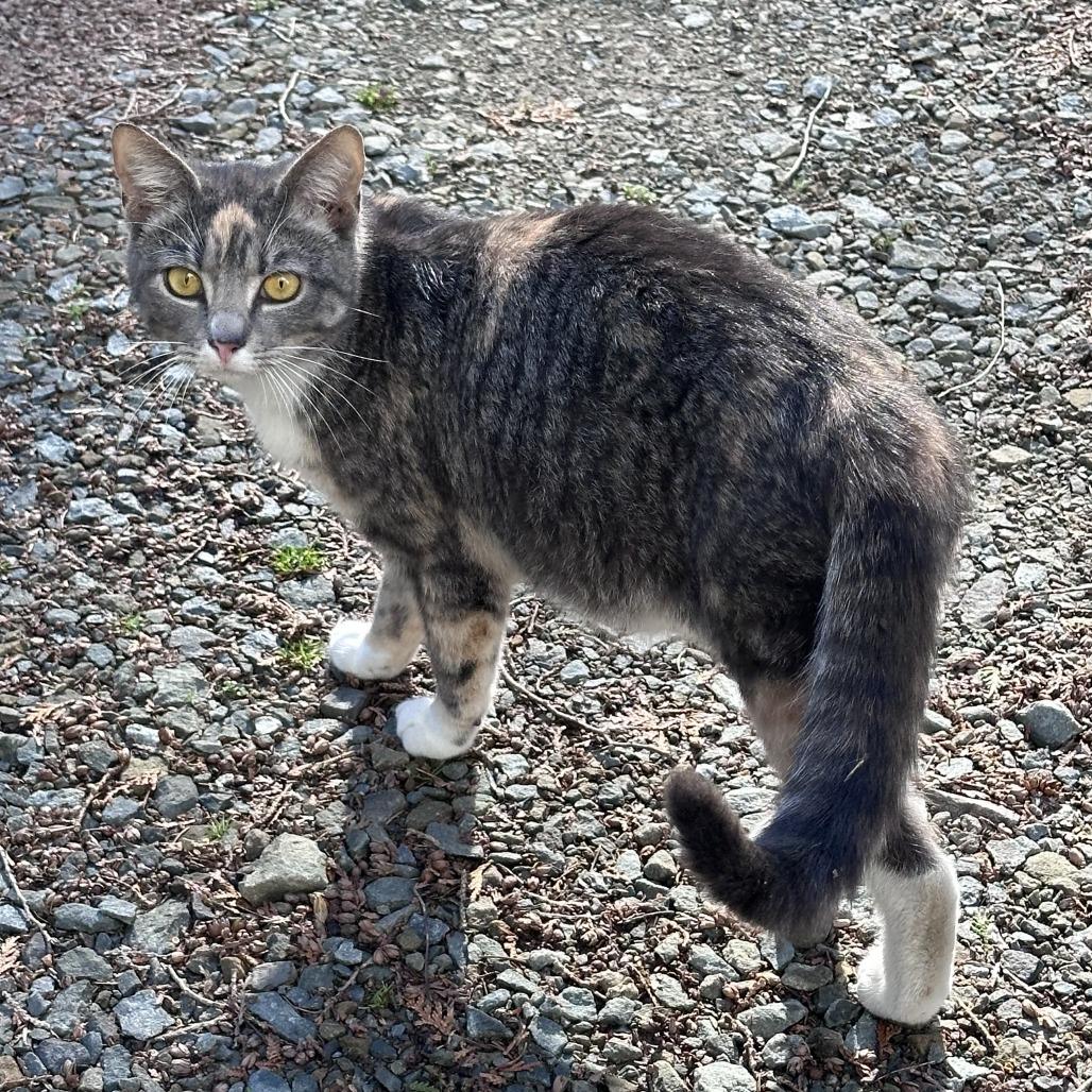 Enlarge Goldie 2025, a Adoptable Domestic Short Hair in Bensalem, PA image 1/1