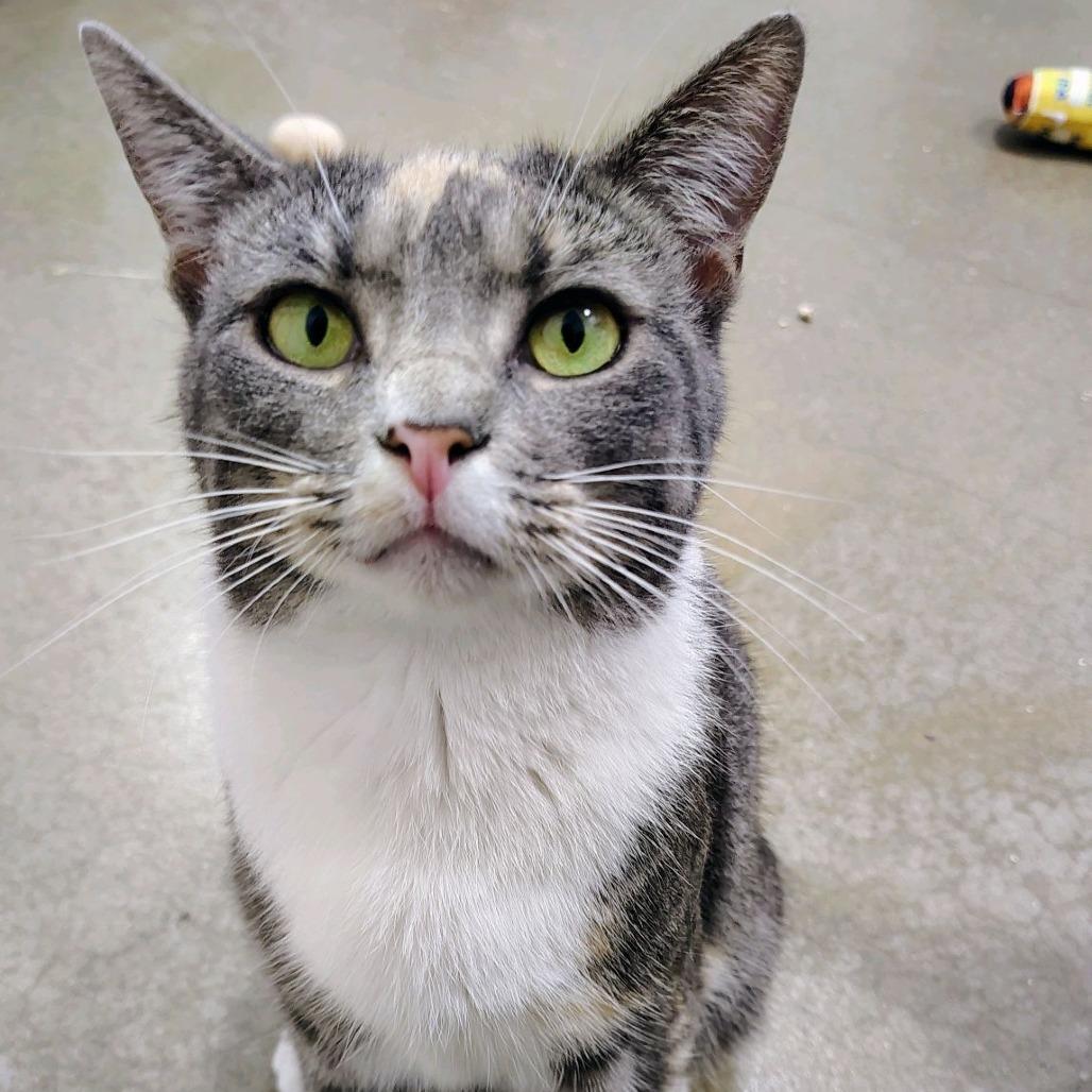 Goldie 2025, Adoptable, Adult Female Domestic Short Hair.