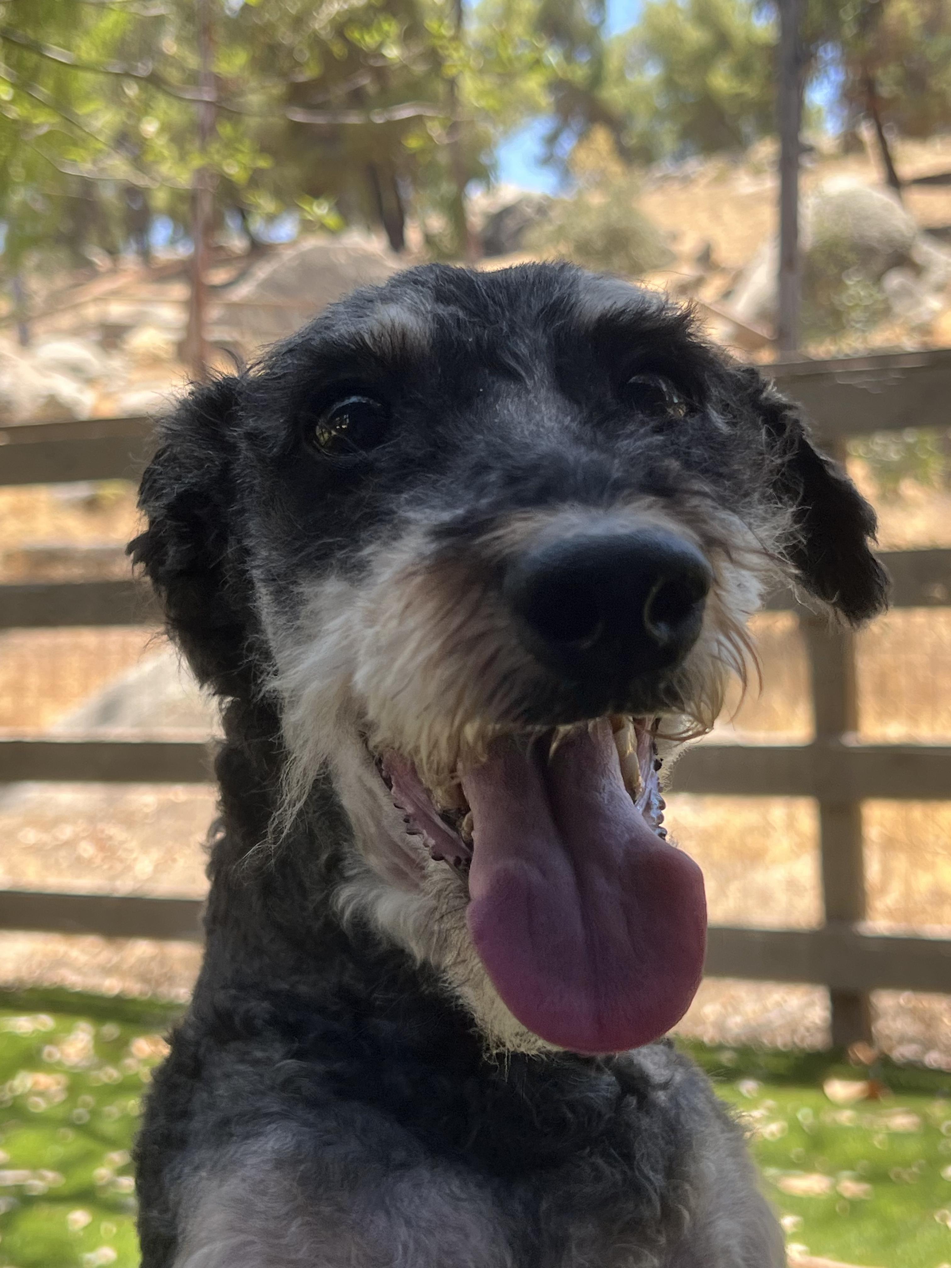 Leo, a Adoptable mixed breed in West Hollywood, CA image 4/5