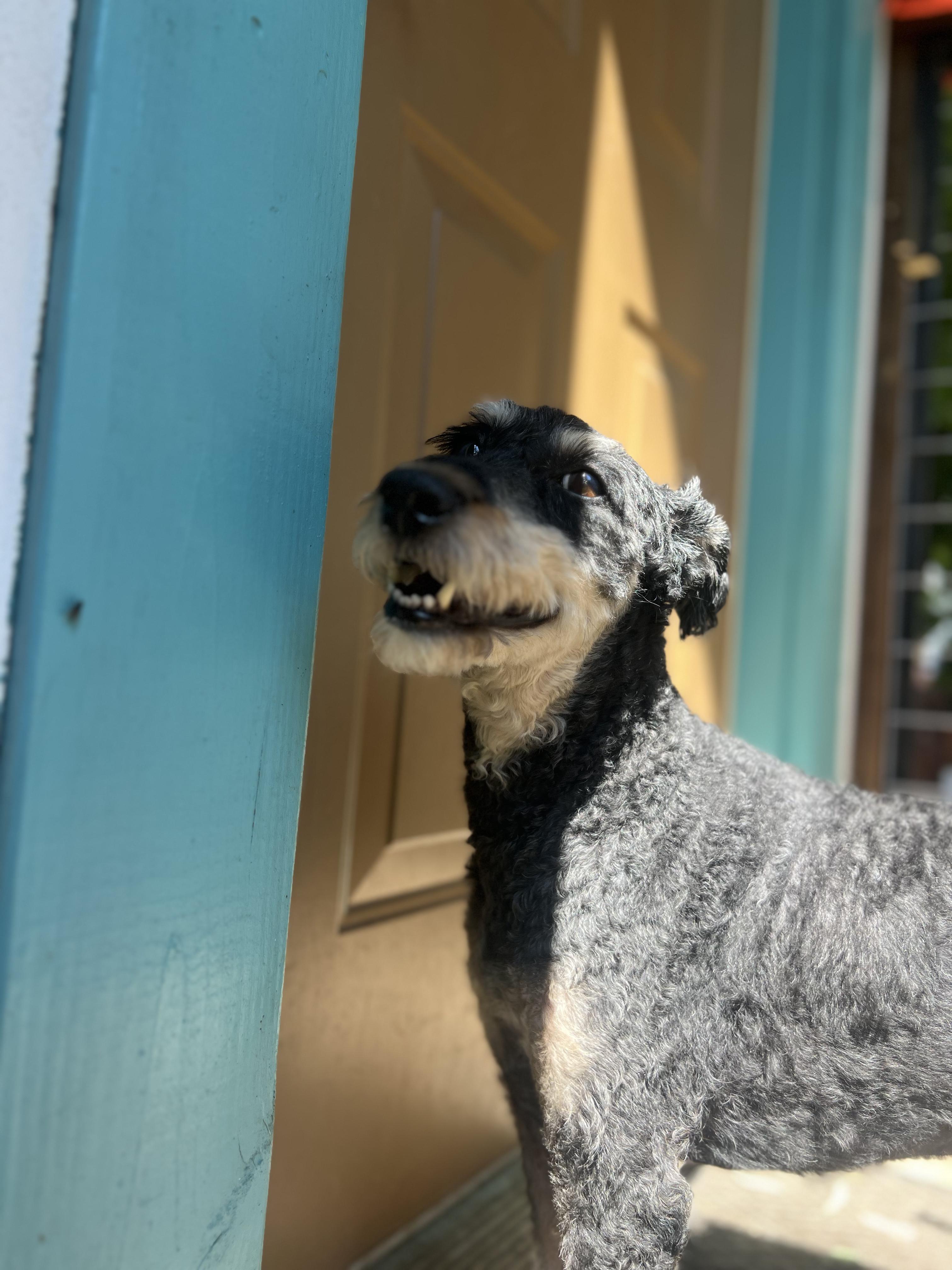 Leo, a Adoptable mixed breed in West Hollywood, CA image 5/5