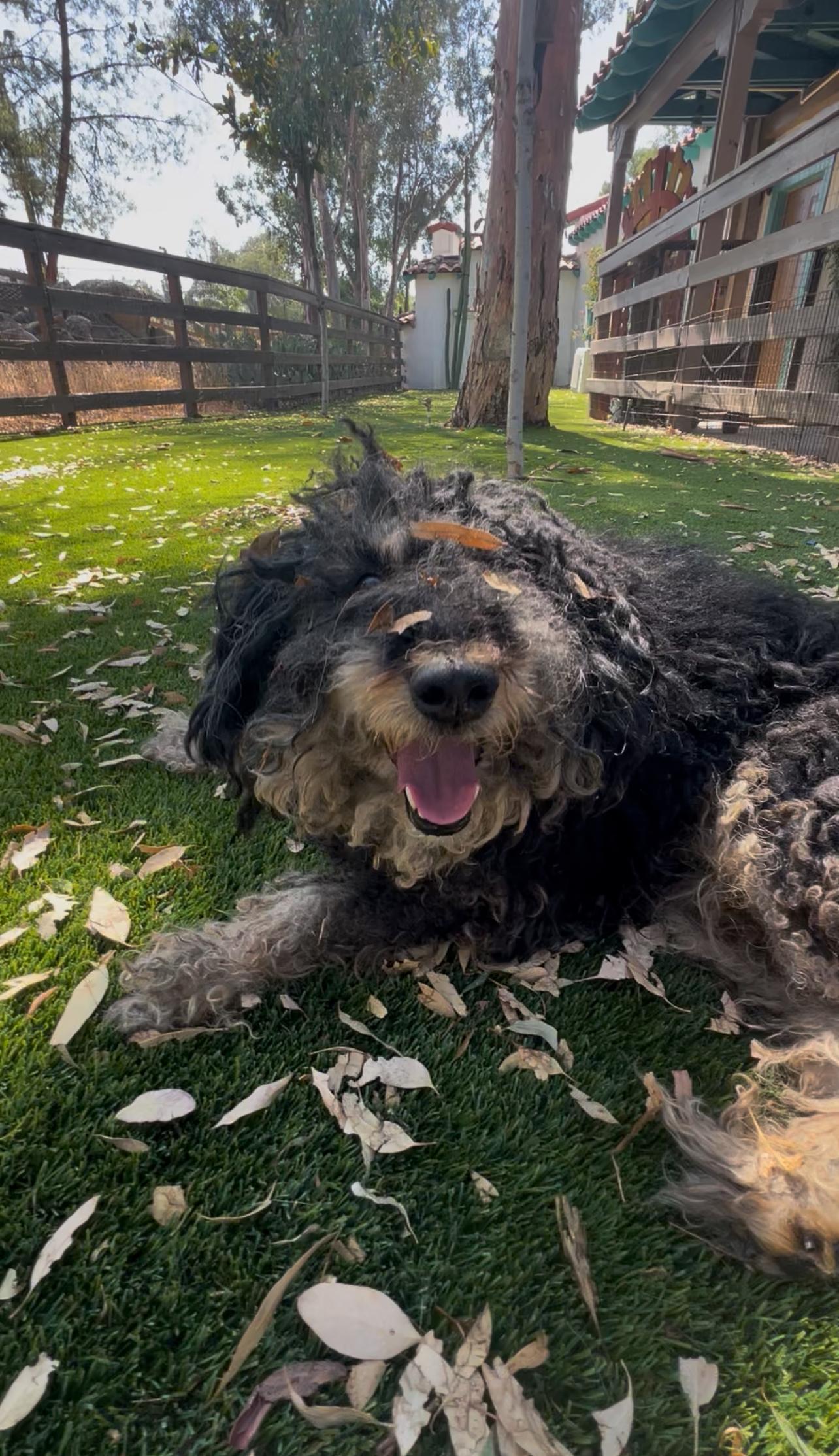 Leo, a Adoptable mixed breed in West Hollywood, CA image 3/5