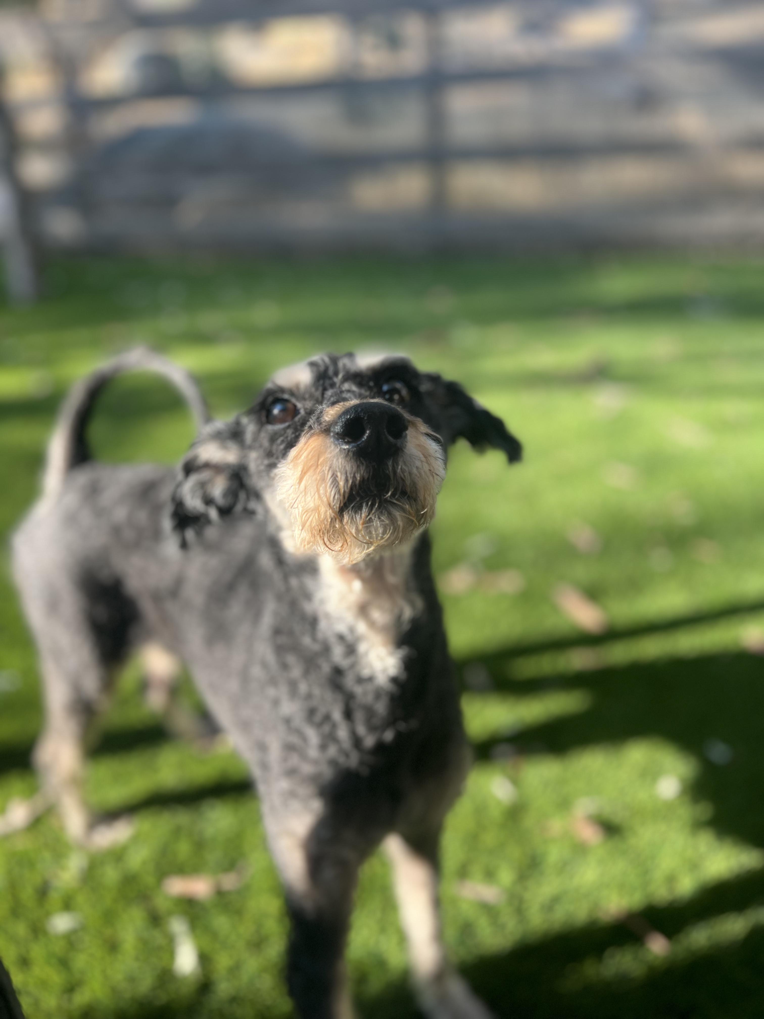 Leo, a Adoptable mixed breed in West Hollywood, CA image 1/5
