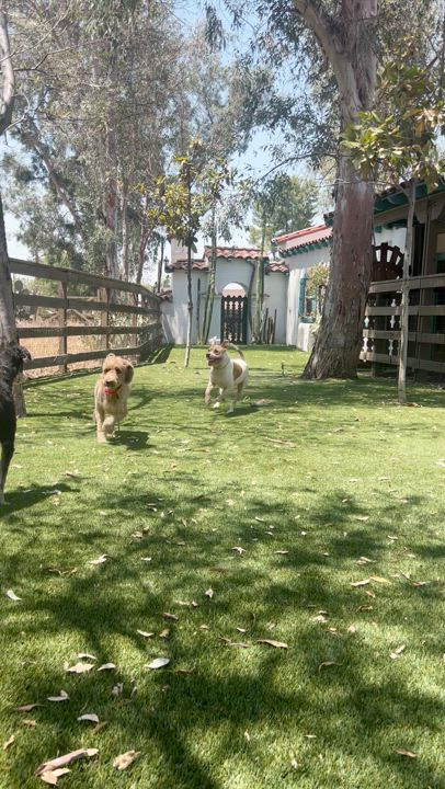 Enlarge Leo, a Adoptable mixed breed in West Hollywood, CA video 2/5