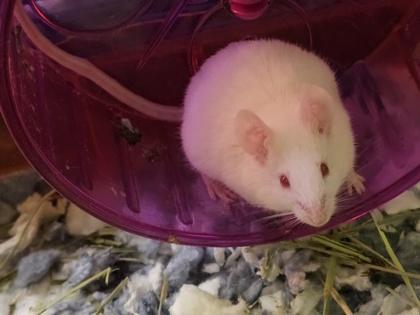 Monday, Adoptable, Young Male Mouse.
