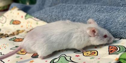 Enlarge Monday, a Adoptable Mouse in Seattle, WA image 2/3