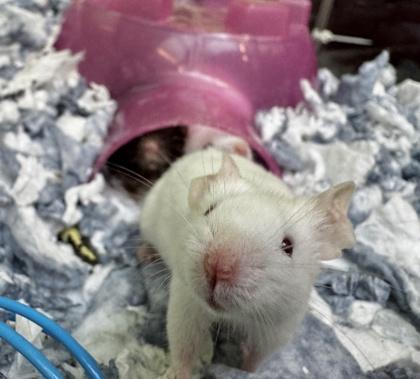 Enlarge Monday, a Adoptable Mouse in Seattle, WA image 3/3