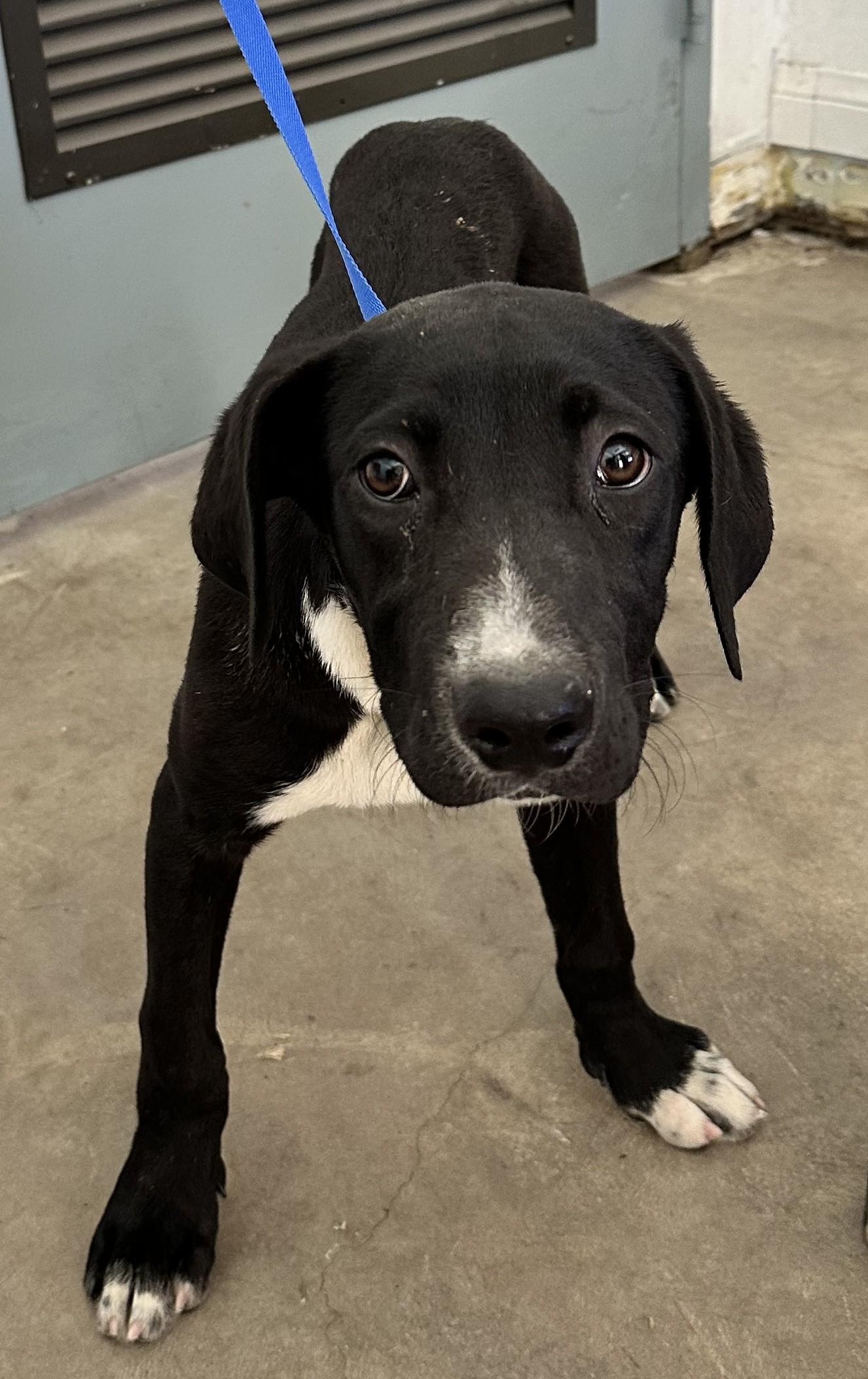 Enlarge Rebel #4389 (808), a Adoptable Pit Bull Terrier in Victorville, CA image 1/1