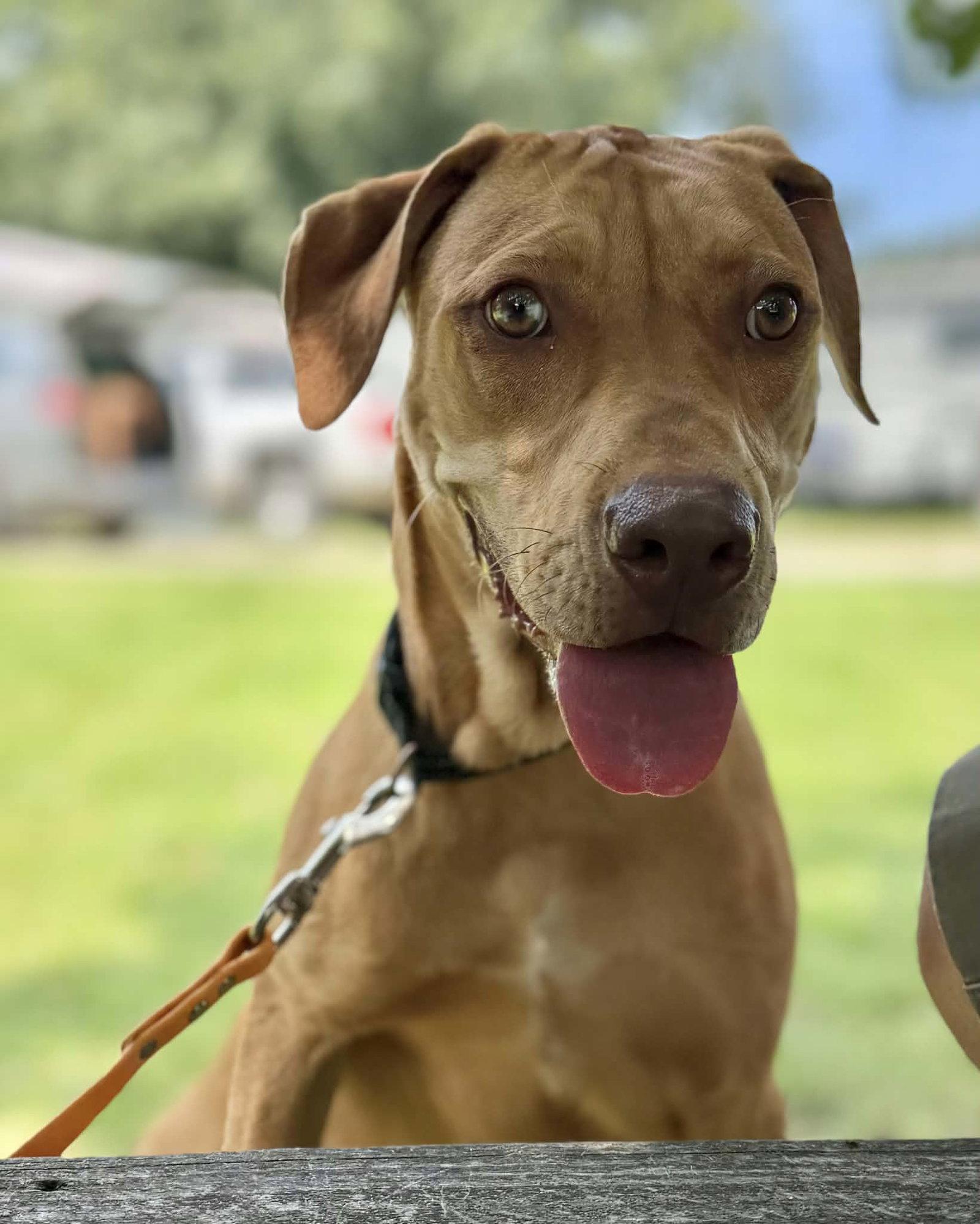 Tory, Adoptable, Young Male Catahoula Leopard Dog.
