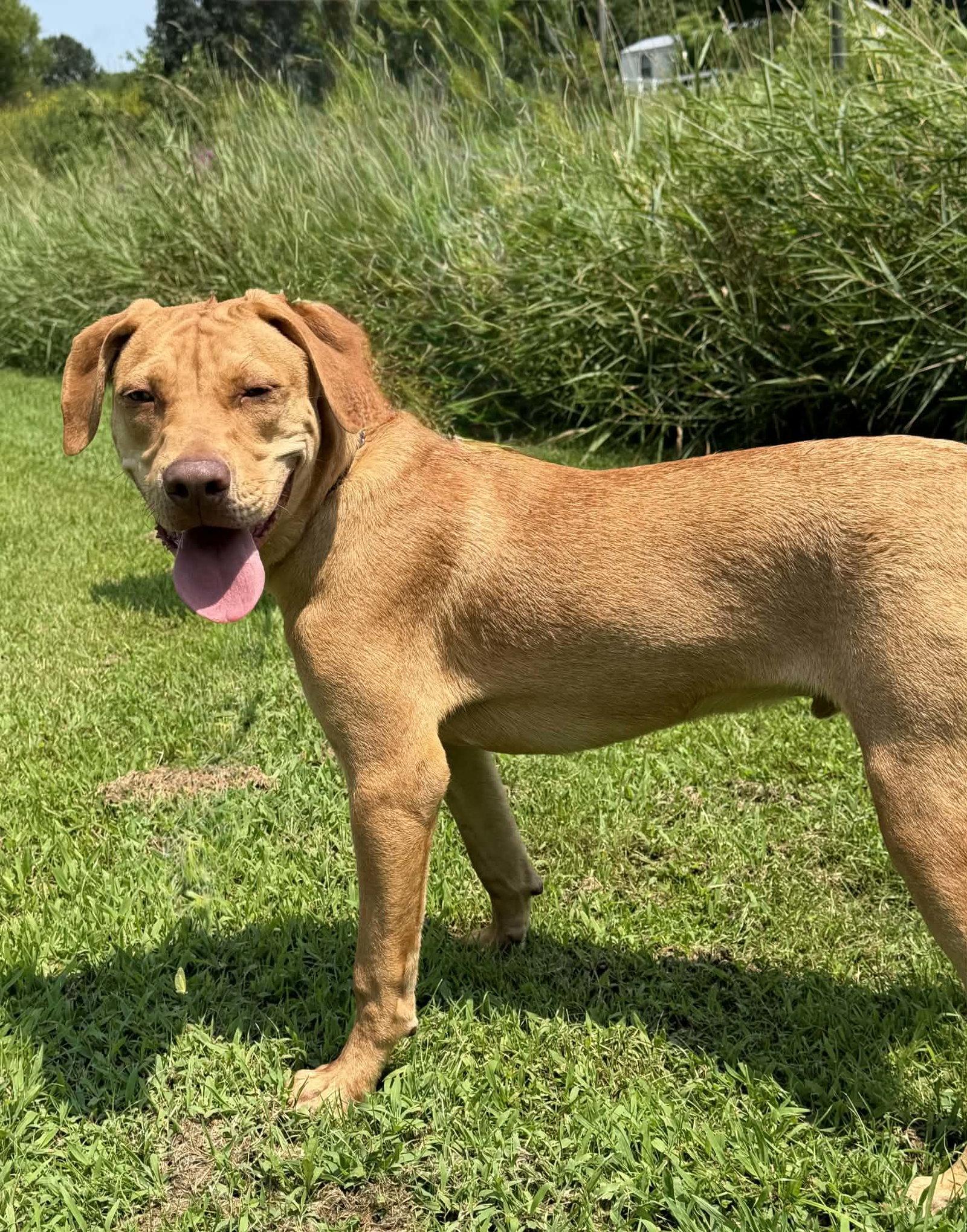 Enlarge Tory, a Adoptable Catahoula Leopard Dog in Stover, MO image 2/3