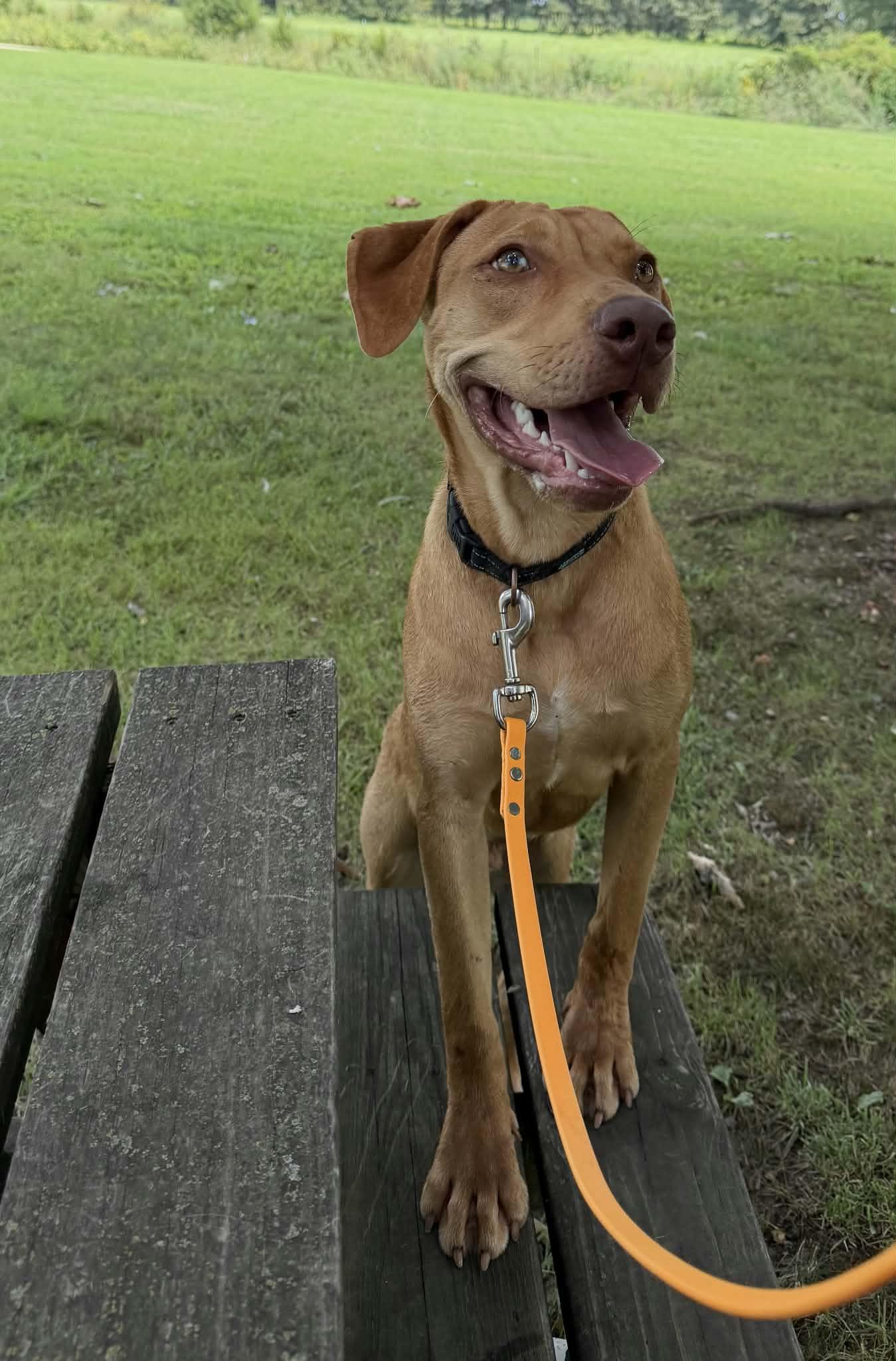 Enlarge Tory, a Adoptable Catahoula Leopard Dog in Stover, MO image 3/3