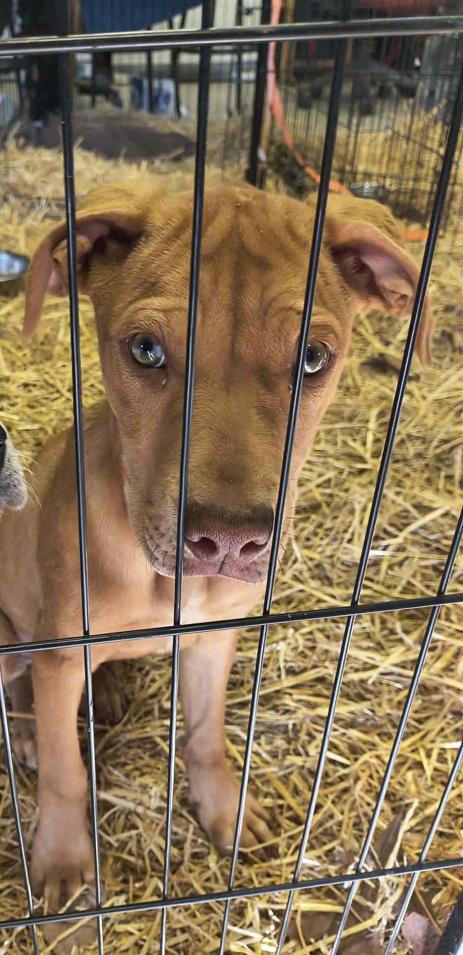 Tory, Adoptable, Young Male Catahoula Leopard Dog.