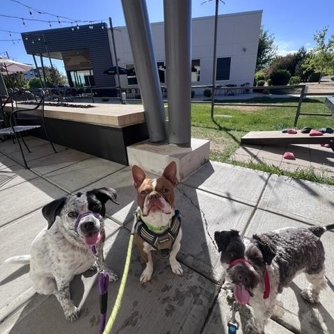 Enlarge Charlie, an adopted Miniature Schnauzer in Boulder, CO image 5/6