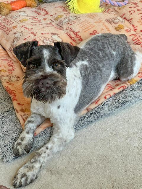 Charlie, ADOPTABLE, Adult Male Miniature Schnauzer.