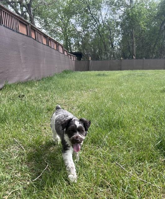 Enlarge Charlie, an adopted Miniature Schnauzer in Boulder, CO image 2/6