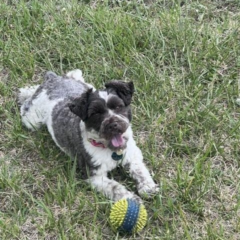 Enlarge Charlie, an adopted Miniature Schnauzer in Boulder, CO image 4/6