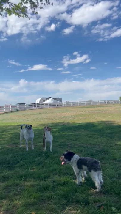 Enlarge Charlie, an adopted Miniature Schnauzer in Boulder, CO video 6/6