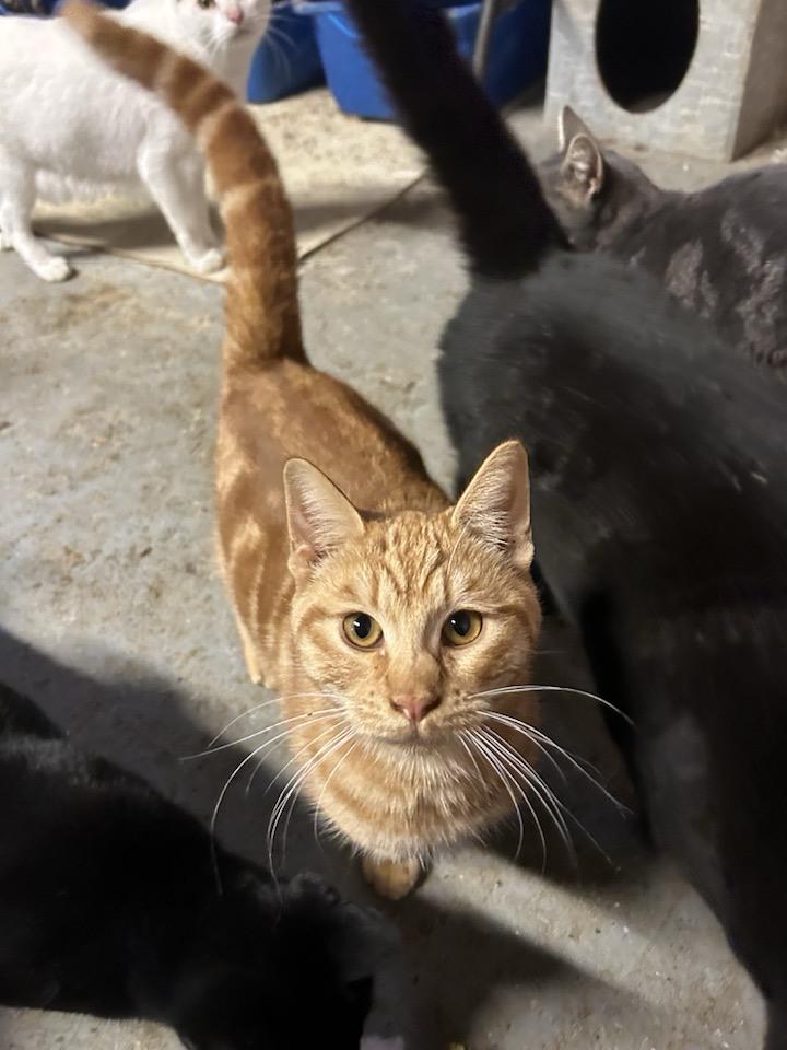 Enlarge LARRY, a ADOPTABLE Domestic Short Hair in Vacaville, CA image 1/2