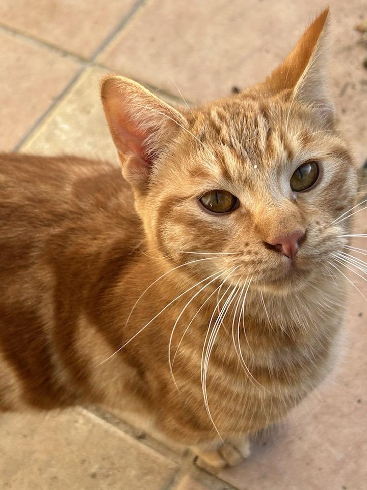 Enlarge LARRY, a ADOPTABLE Domestic Short Hair in Vacaville, CA image 2/2