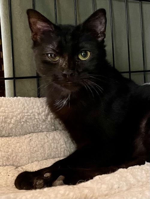 Ondina CO13542-T, a Adoptable mixed breed in Fort Collins, CO image 2/4