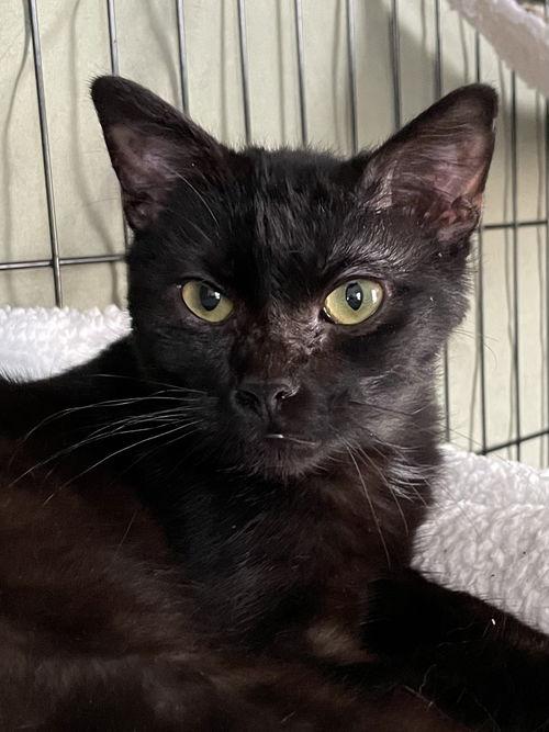 Ondina CO13542-T, Adoptable, Kitten Female Domestic Short Hair.