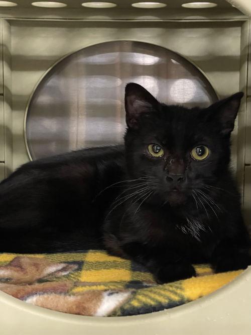 Ondina CO13542-T, a Adoptable mixed breed in Fort Collins, CO image 3/4