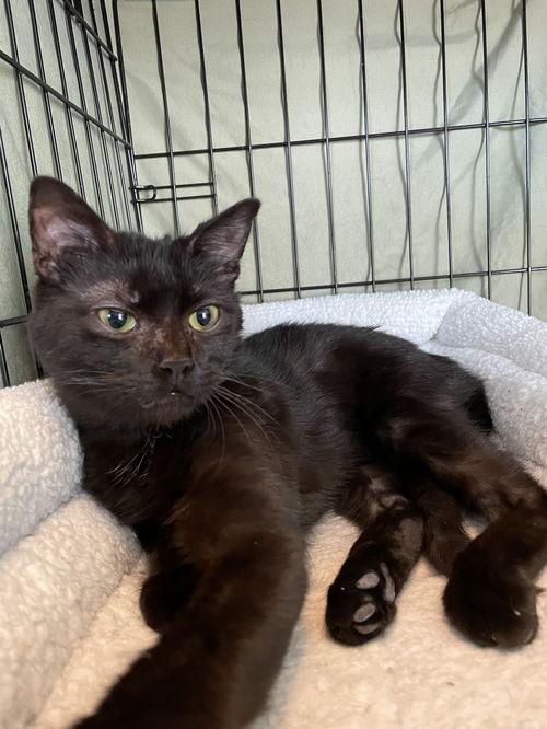 Ondina CO13542-T, a Adoptable mixed breed in Fort Collins, CO image 4/4