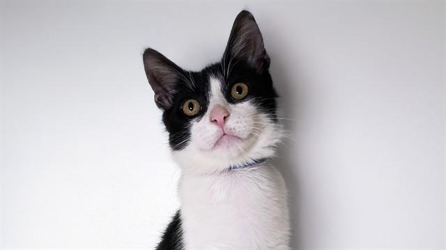 ALTO, Adoptable, Kitten Male Domestic Short Hair.
