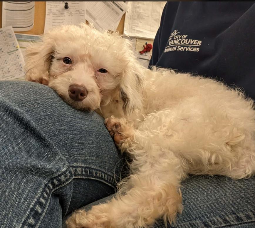 Lambchop - ADOPTION PENING, a Adoptable mixed breed in Vancouver, BC image 1/4