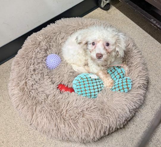 Lambchop - ADOPTION PENING, a Adoptable mixed breed in Vancouver, BC image 2/4