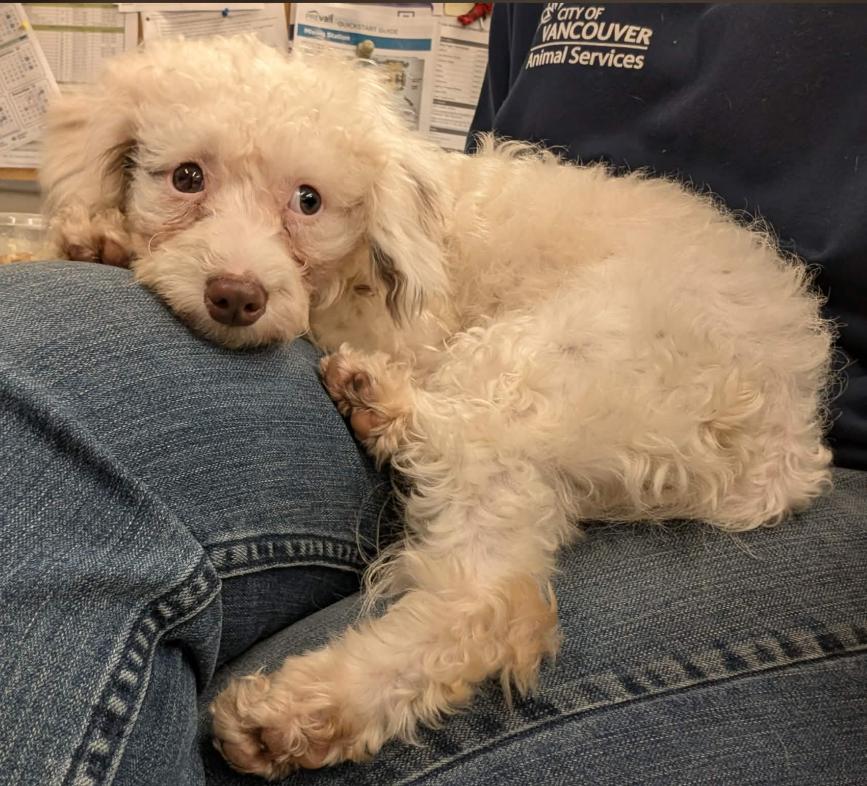 Lambchop - ADOPTION PENING, a Adoptable mixed breed in Vancouver, BC image 3/4