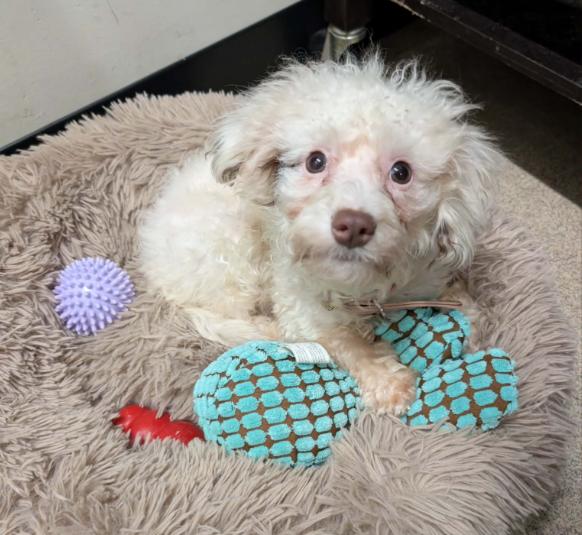 Lambchop - ADOPTION PENING, a Adoptable mixed breed in Vancouver, BC image 4/4