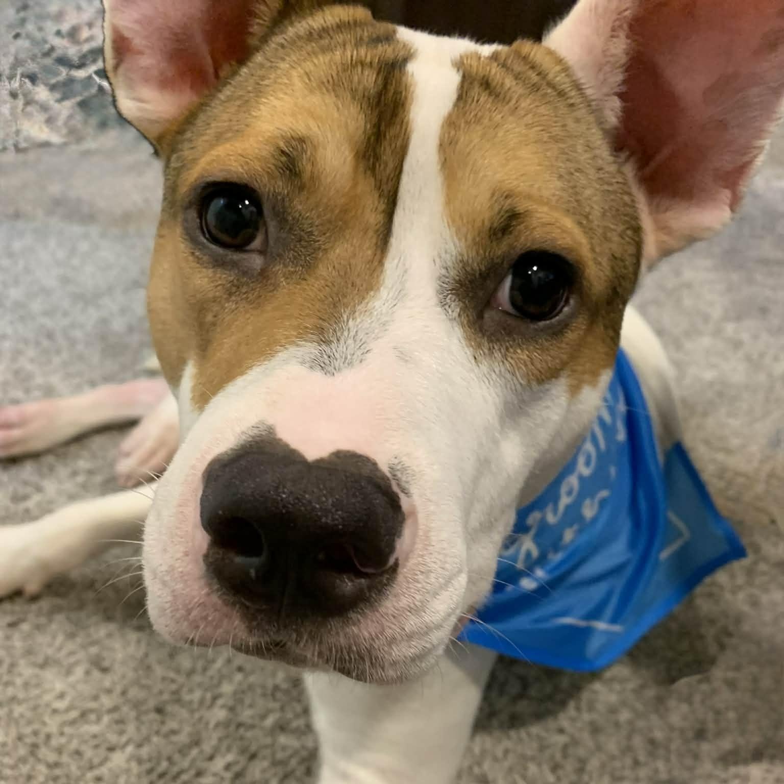 Enlarge Archie, a Adoptable mixed breed in lawrence township, NJ image 6/6