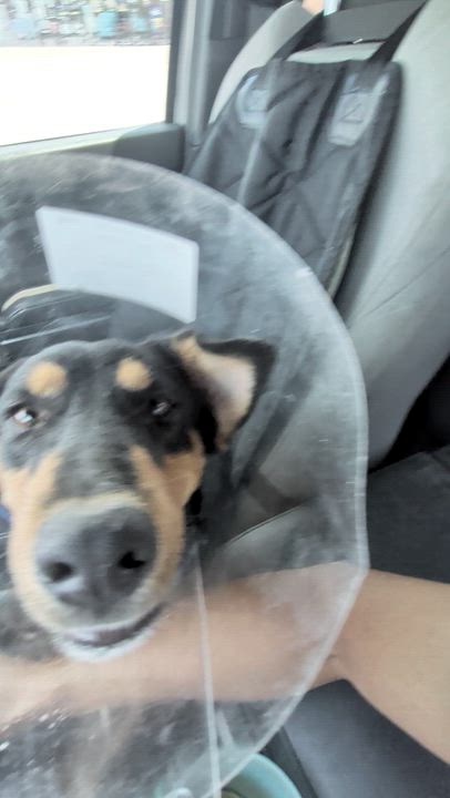 Enlarge Clyde, a Adoptable mixed breed in Cheyenne, WY video 3/3